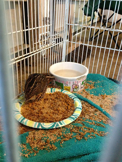 Animal Food Animal Food