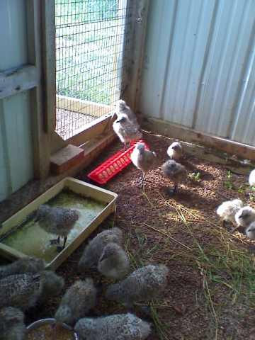 Walmart Seagulls